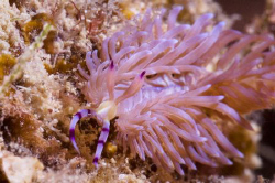 Nudibranch in Fiji by Andy Lerner 